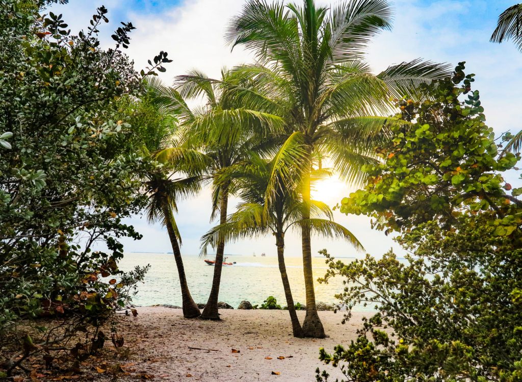 sun setting between palm trees