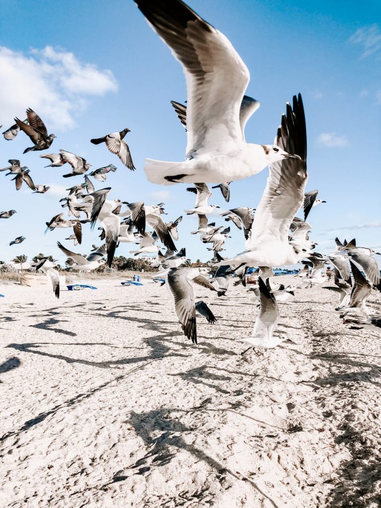 seagulls flying over beach