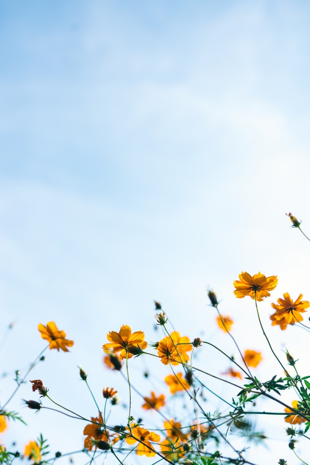 wild flowers on blue sky