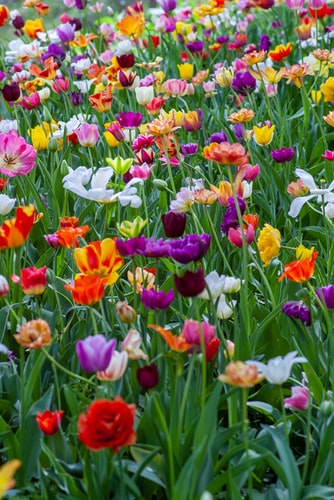 wild flowers on a spring day 