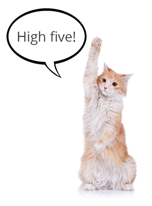 high-five-cat-for-re-Engagement-campaign-results.png