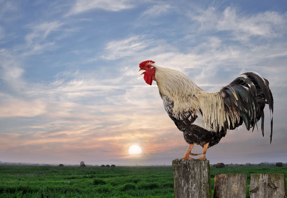 Ayam saat matahari terbit