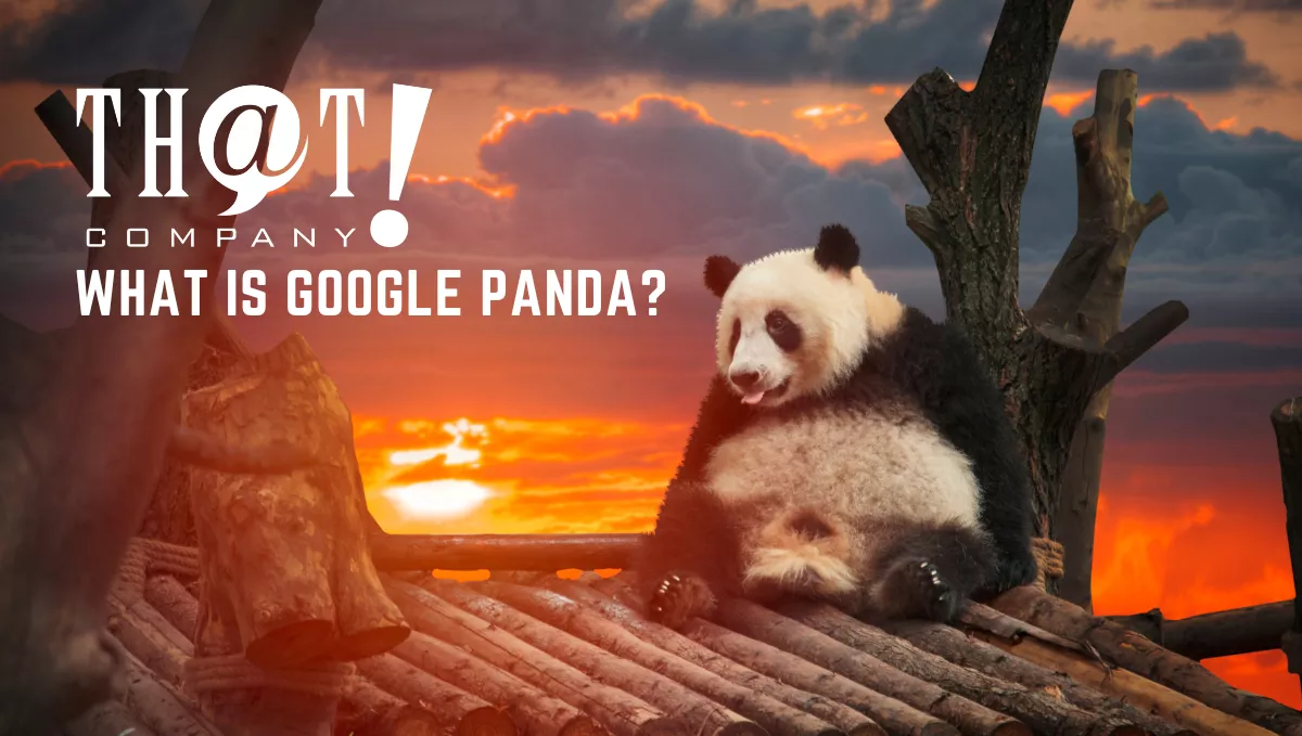 What is Google Panda | A Panda On A Tree House Watching The Sunset