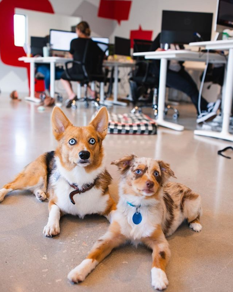 Ein Foto einiger Hunde im Büro, da Siege Media hundefreundlich ist.