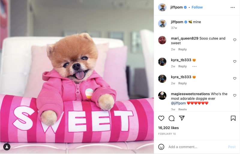 Jiff Pom Instagram profili