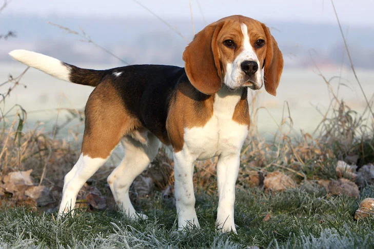 Beagle em pé em um campo gelado em uma manhã fria