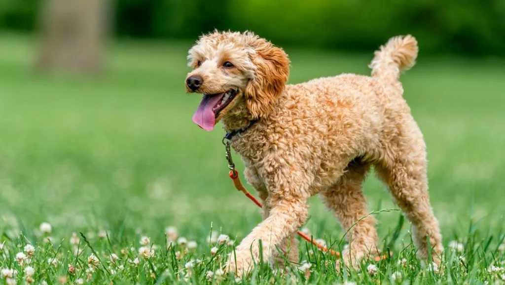 棕褐色贵宾犬在草地上快乐地玩耍，它的皮带还系着