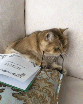 القط قراءة كتاب GIF