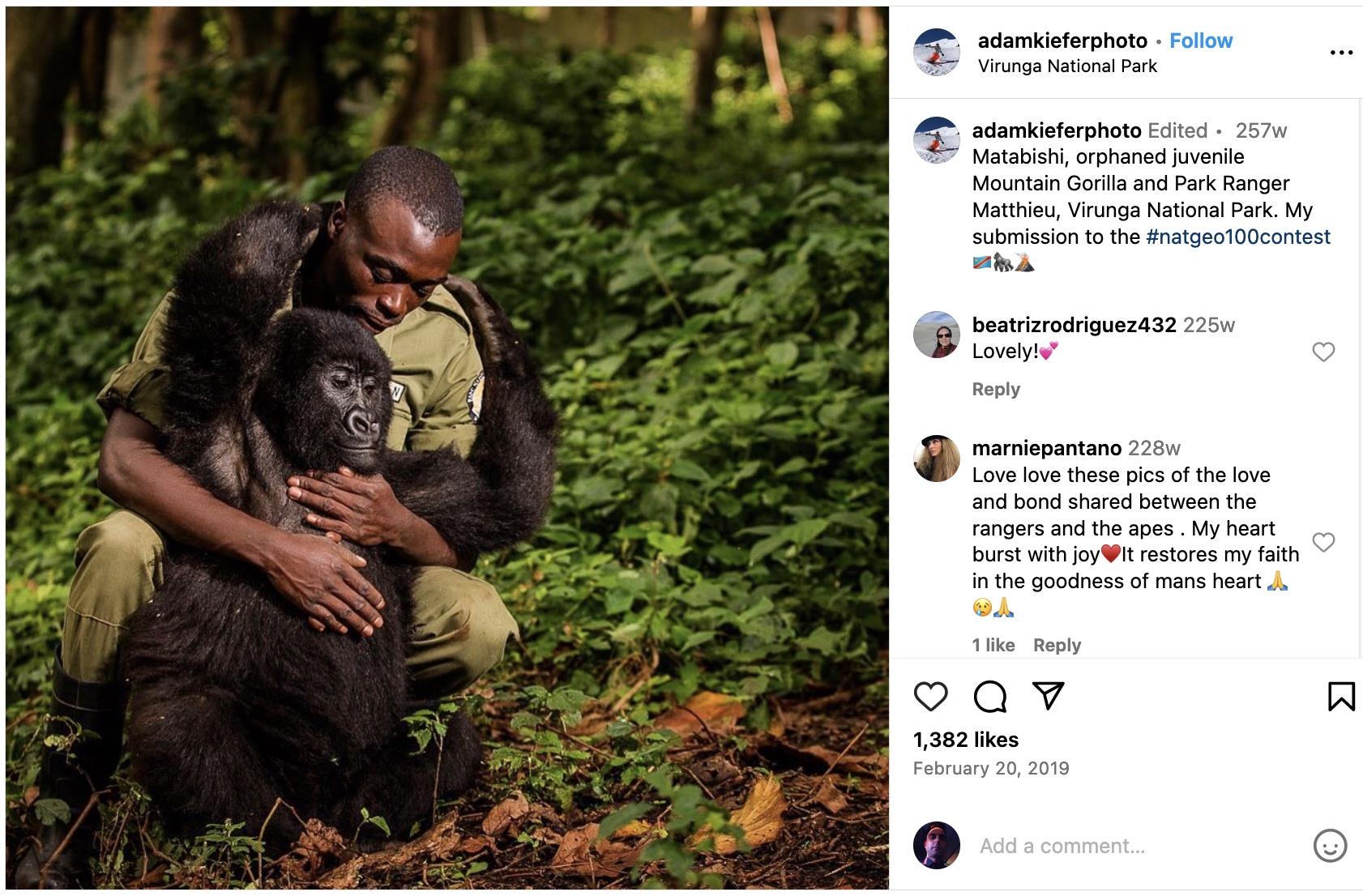 Sur son compte Instagram, un utilisateur affiche sa participation à un concours photo national Geographic. il s’agit d’une photo d’un employé du parc national congolais faisant des câlins à un jeune gorille de montagne orphelin.