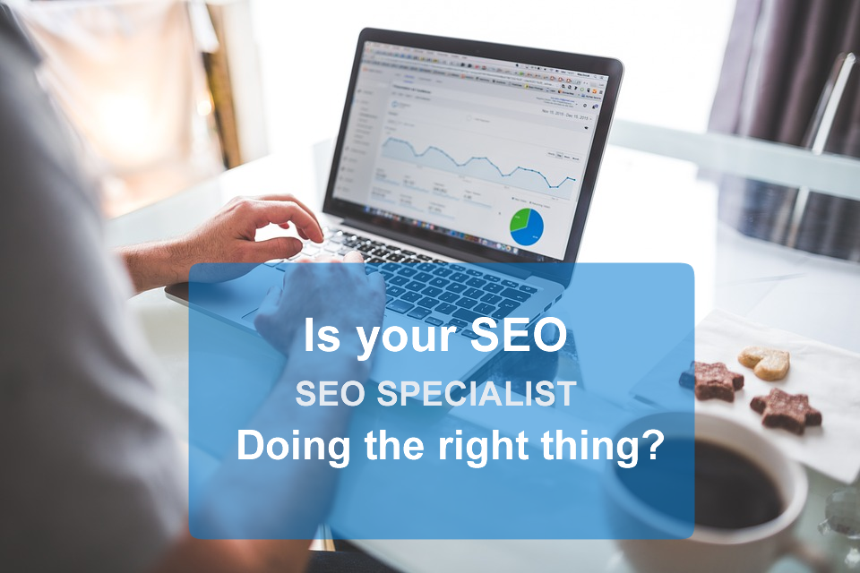 specialista in seo