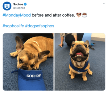 la marca sophos b2b tuitea un bulldog francés con equipo de la marca