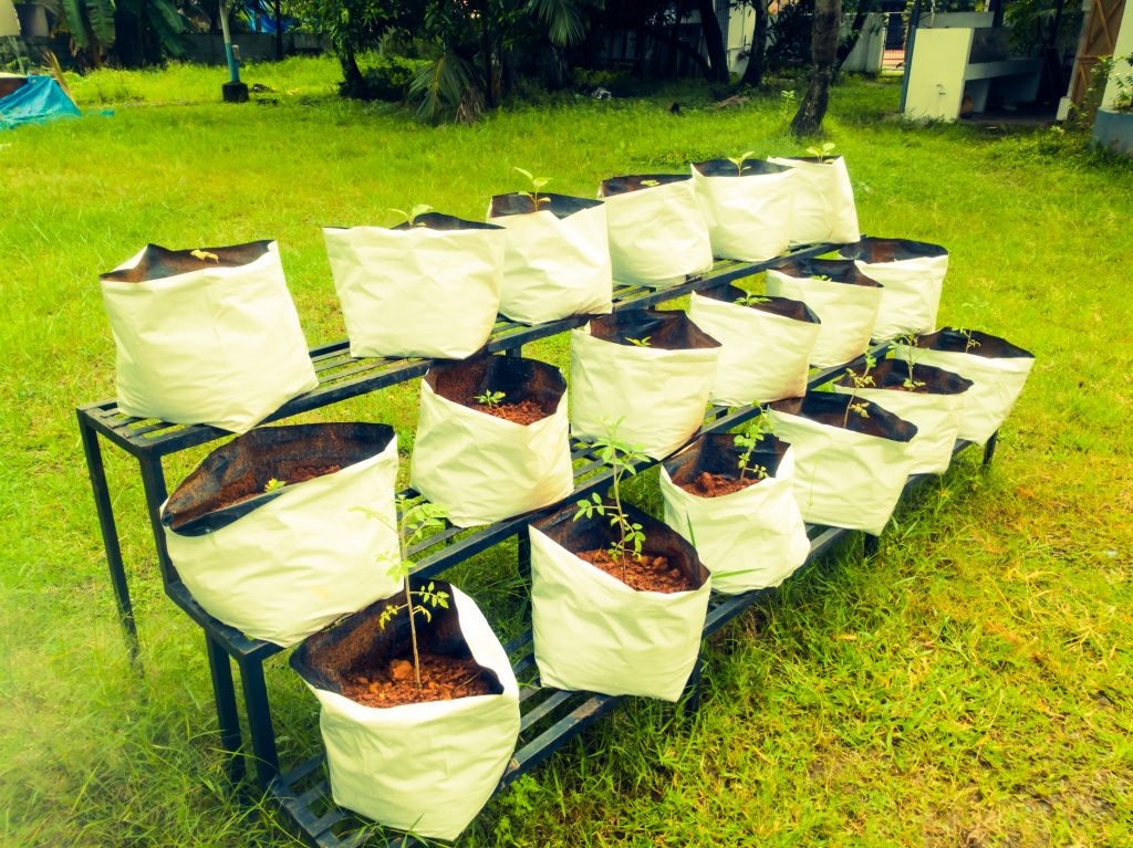 cultivar plantas em casa