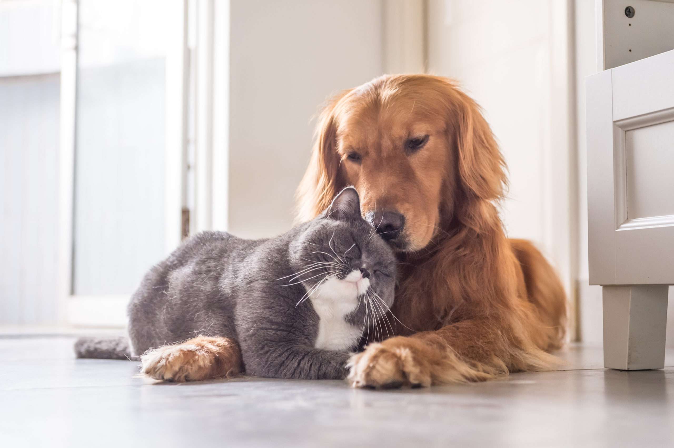 Hund und Katze umarmen sich