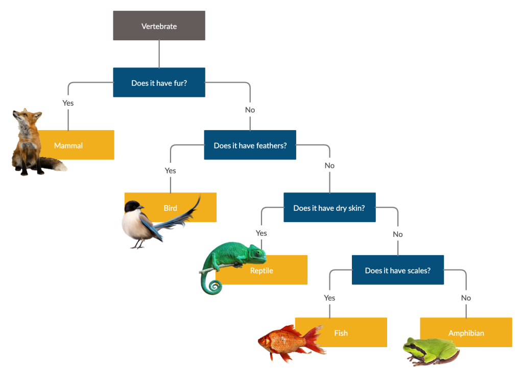 Dichotomer Schlüssel für Tiere Was ist ein dichotomer Schlüssel?