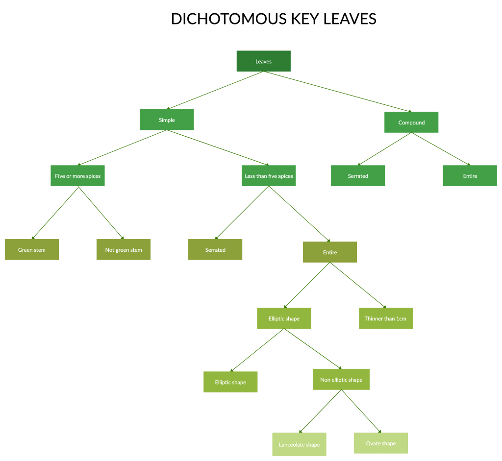 Clave dicotómica para hojas